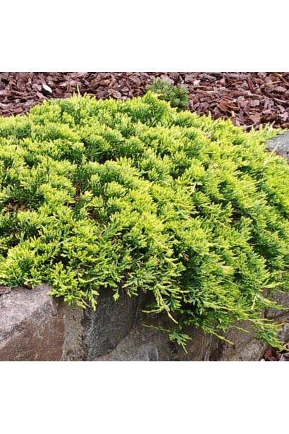 Ялівець Голден Карпет розпростертий кущ зі сланкими пагонами